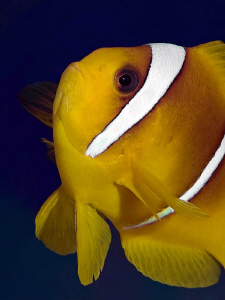 "Anemonefish" by Henry Jager 